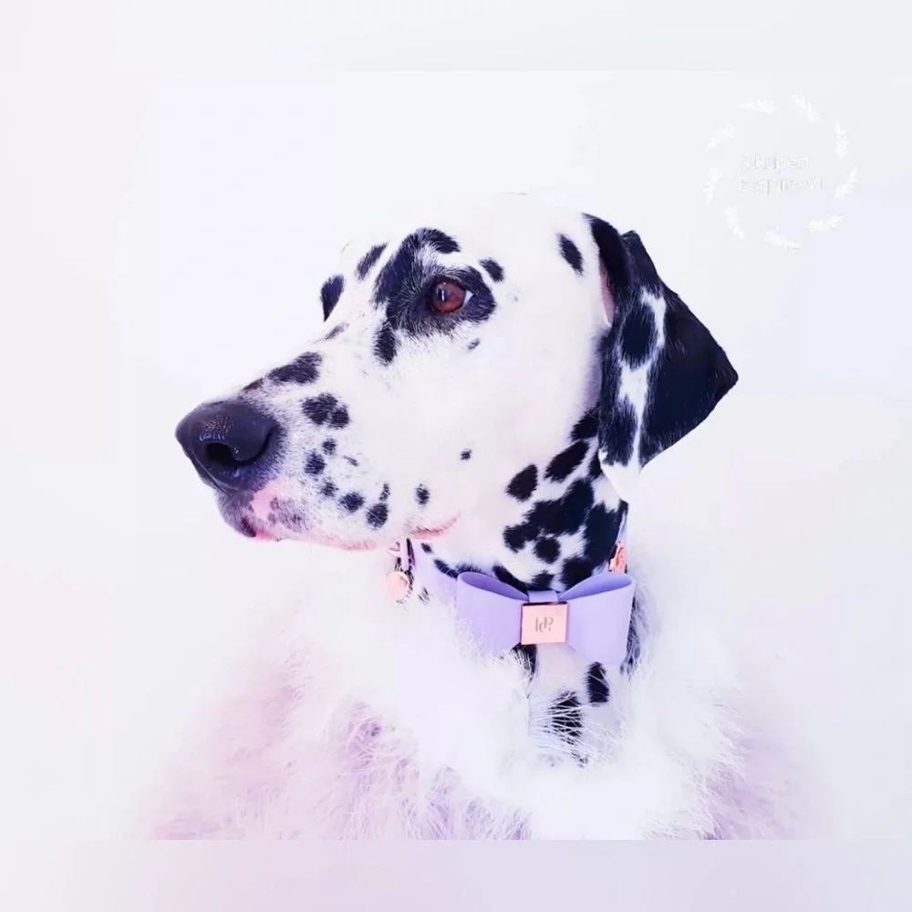 Snow Drop Leather Dog Collar, Gold Hardware & Removable Bow, X-Small